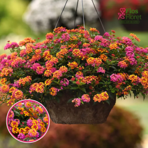 O96. Lantana - Passion Fruit Rose and yellow