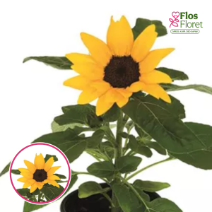 Saulgrieze - Merida Compact Gold. SĒKLAS _10s