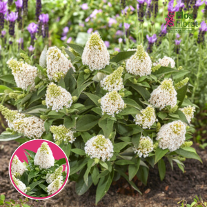 Dāvida budleja - Little Rockstars White