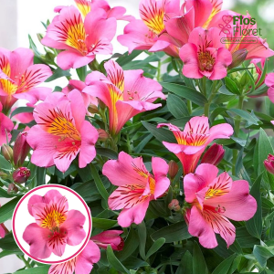 O98. Alstromērija - COLORITA Eliane