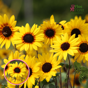 Vasaras saulgrieze - Soluna Gold. SĒKLAS _10s