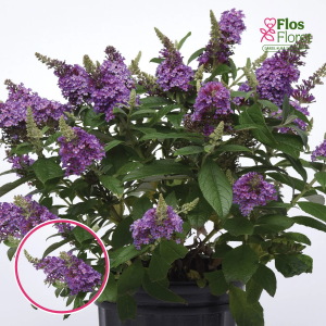 Dāvida budleja - Chrysalis™ Blue