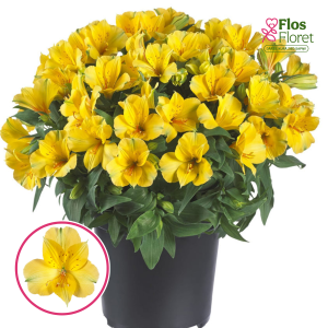 O99. Alstromērija - COLORITA Lisa