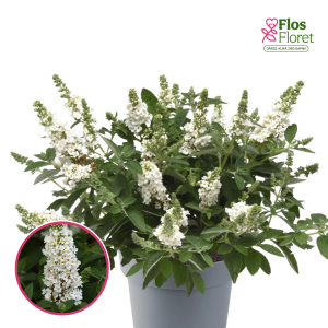 Dāvida budleja - Chrysalis™ White