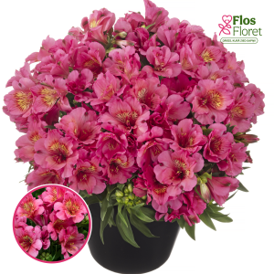 R1. Alstromērija - Inticancha Malaga