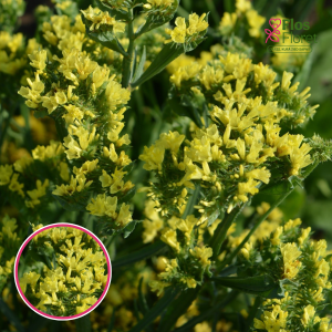 Jomotā limonija - Fortress Yellow. SĒKLAS _25s