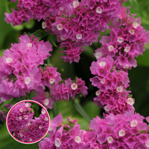 Jomotā limonija - Fortress Rose. SĒKLAS _25s