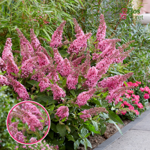 Dāvida budleja - Butterfly Candy Pink