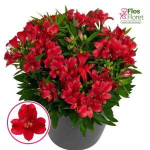 R3. Alstromērija - Inticancha Red