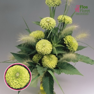 Gleznā cinnija - Benary's Giant Lime. SĒKLAS _10s