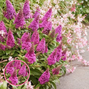 Dāvida budleja - Butterfly Candy Cerise