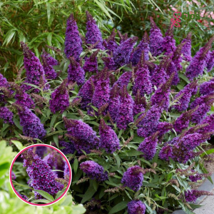 Dāvida budleja - Butterfly Candy Purple