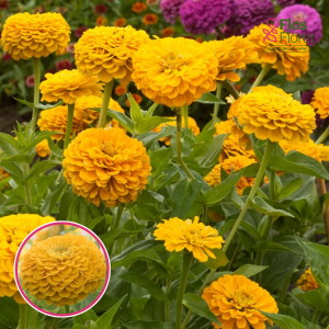 Gleznā cinnija - Benary`s Giant Golden Yellow. SĒKLAS _10s