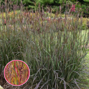 Andropogone - Purple Konza