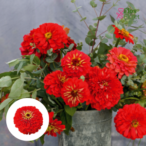 Gleznā cinnija - Benary`s Giant Scarlet. SĒKLAS _10s