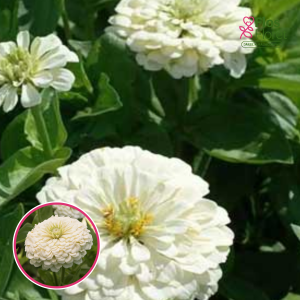 Gleznā cinnija - Benary`s Giant White. SĒKLAS _10s