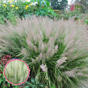 Dimanta zāle - Calamagrostis brachytricha