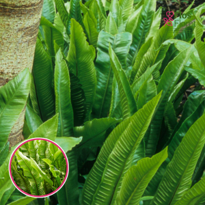 Parastā aļņpaparde - Asplenium scolopendrium