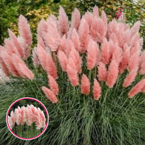 Sello pampuzāle - Pink Feather