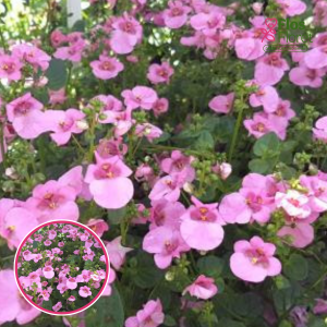 R10. Diasija - Divara Pink