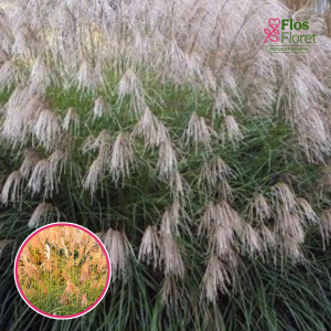 Ķīnas miskante - Grosse Fontaine