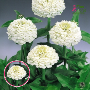 Gleznā cinnija - Oklahoma White. SĒKLAS _10s