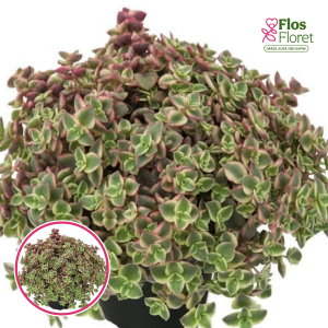 R13. Krasula -  Dessert Diamond