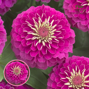 Gleznā cinnija - Diego Rose. SĒKLAS _10s