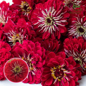 Gleznā cinnija - Gulliver Deep Red. SĒKLAS _10s