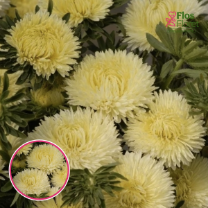 Ķīnas astere - Lady Coral Yellow. SĒKLAS _25s