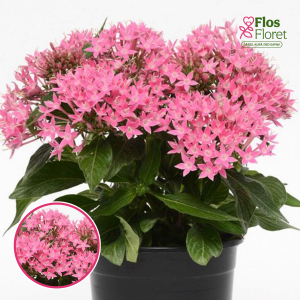 R16. Penta - Lucky Star Pink Deep