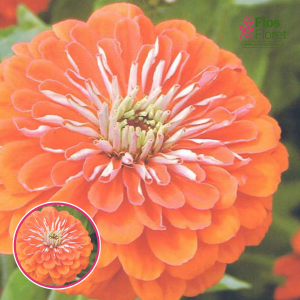 Gleznā cinnija - Queeny Orange. SĒKLAS _10s