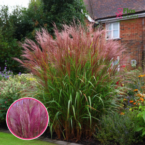 Ķīnas miskante - Red Chief