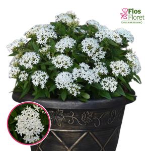 R17. Penta - Lucky Star White