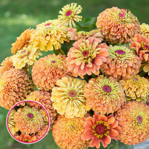 Gleznā cinnija - Queeny Lime Orange. SĒKLAS _10s