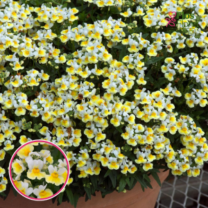 R18. Nemēzija - Escential Banana Split