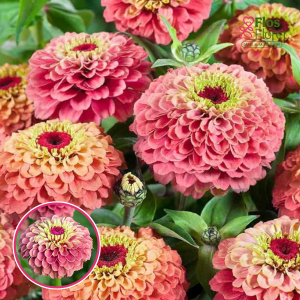 Gleznā cinnija - Queeny Red Lime. SĒKLAS _10s