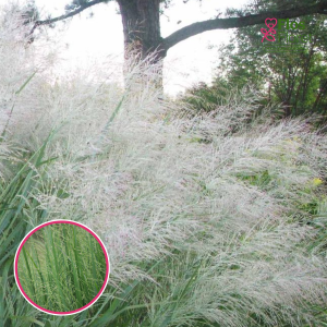 Klūdziņprosa - Dallas Blues