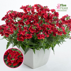 R19. Nemēzija - Lyric Deep Red