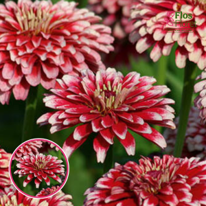 Gleznā cinnija - Radiant Cherry & White. SĒKLAS _10s