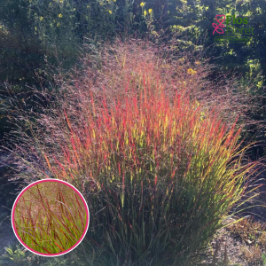 Klūdziņprosa - Oxblood Autumn