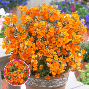 R20. Nemēzija - Lyric Orange