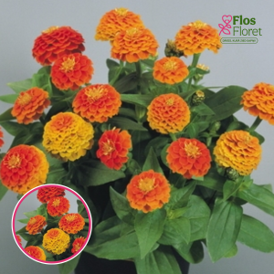 Gleznā cinnija - Zinnita Orange. SĒKLAS _10s