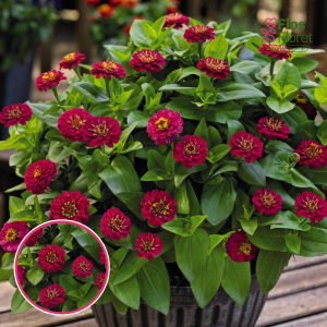 Gleznā cinnija - Zinnita Rose. SĒKLAS _10s