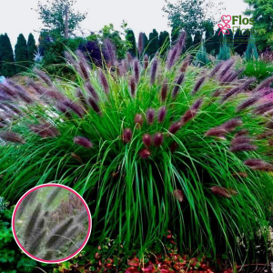 Lapsastu spalvzāle - Black Beauty