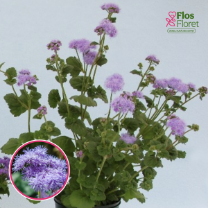 R23. Houstona agerāts - Blue Horizon