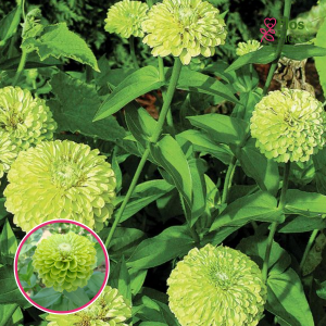 Gleznā cinnija - Queeny Lime. SĒKLAS _10s