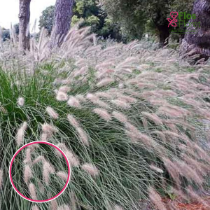 Lapsastu spalvzāle - Hameln