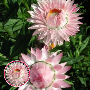 Seglapu salmene - Brown Light Rose. SĒKLAS _25s