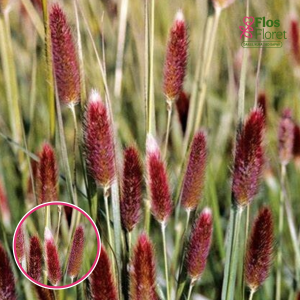 Āfrikas spalvzāle - Red Bunnytails